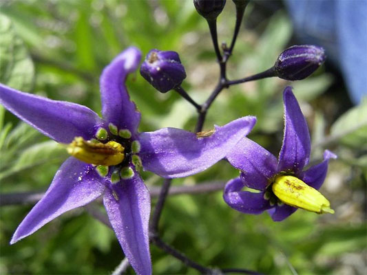 Factsheet - *Solanum dulcamara